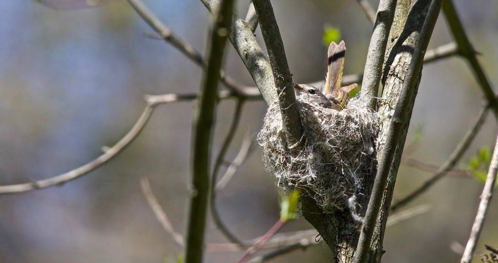 American Redstart on nest by Dan Arndt is licensed under CC BY-NC-SA 2.0